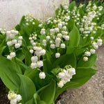 10 Lily of the Valley Bulbs, Sweet-Scented Spring Flowers, White Lilies Flower Bulbs for Planting