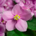 Pink African Violet Plant Live, Pink Violet Flower, 3-5 Inches Tall