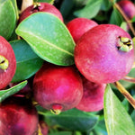 5-8 Inch Strawberry Guava Tree - Live Plant, Sweet Tropical Fruit for Home Gardens Indoor Outdoor Growing