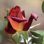 Rose Plant Live for Planting Indoor Outdoor, 5-10 Inch Tall, Fragrant Flowers Well Rooted, Roses Bush Shrub (Dark Night Rose)
