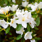 White Azalea Live Plant, Rhododendron Flowering Shrub for Outdoor Planting, 10 Inches Tall, Hardy Azalea Bush for Landscape and Garden