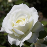 Rose Bush Live Plant, Heirloom Rose Plant Live for Planting, Fragrant Flowers Well Rooted Plant, 5-10 Inch Tall (White Rose)
