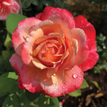 Rose Bush Live Plant, Heirloom Rose Plant Live for Planting, Fragrant Flowers Well Rooted Plant, 5-10 Inch Tall (Coral Rose)