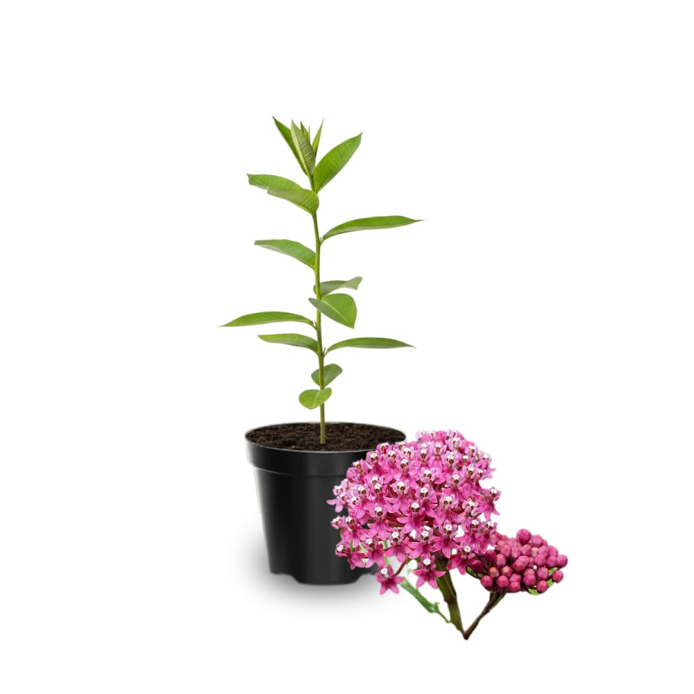 Pack 2 Milkweed Live Plants, Butterfly Milkweed Shrub, Asclepias Tuberosa Plants 4-8 Inches (Pink)