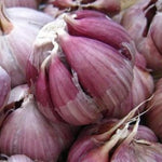 1 Lb Garlic for Planting in Fall Hardneck, 5-6 Large Purple Garlic Bulbs for Planting, Fresh and High Yield Bulb Variety Pack, Hardy and Fast Growing