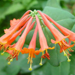 2 Coral Honeysuckle Plants Live for Planting, Fragrant Honeysuckle Vine Live Plants, 5-9" Tall, Hardy Perennial Climbing Vine