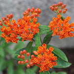 Pack 2 Orange Milkweed Live Plants, Butterfly Milkweed Shrub, Asclepias Tuberosa Plants 4-8 Inches