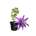 Pack 2 Passion Flower Plants, Lavender Passiflora Vine Flowering Plant 4-7 Inch Tall, Indoor Outdoor Planting