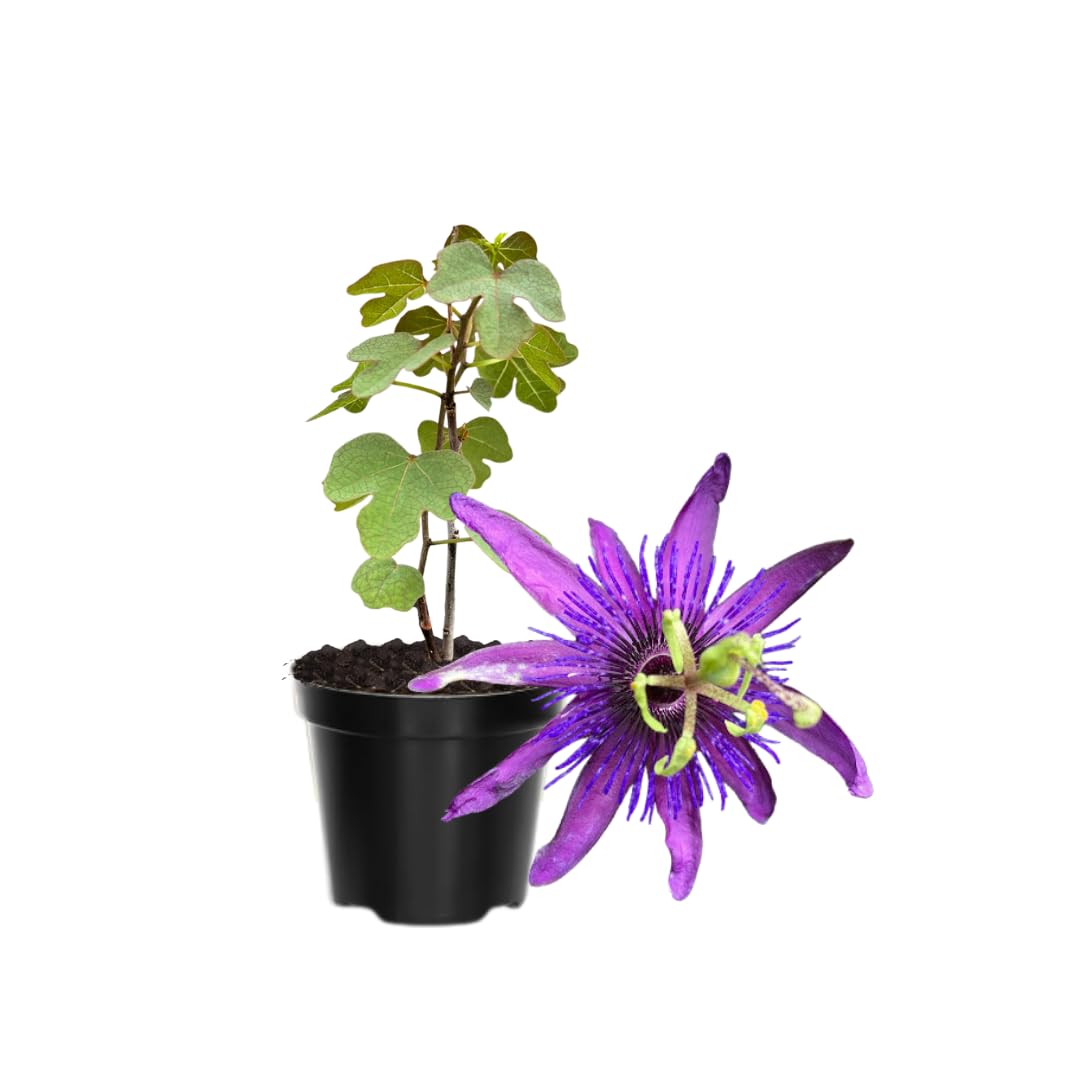 Pack 2 Passion Flower Plants, Lavender Passiflora Vine Flowering Plant 4-7 Inch Tall, Indoor Outdoor Planting