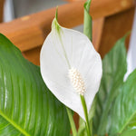 2 Green Peace Lily Live Houseplant - Live Indoor Houseplant with Elegant Leaves - 5 to 9 Inc Tall