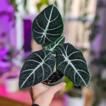 2 Black Alocasia Live Plants, Black Velvet Alocasia, Rare Tropical Housplant Live 4 to 8 Inch Tall