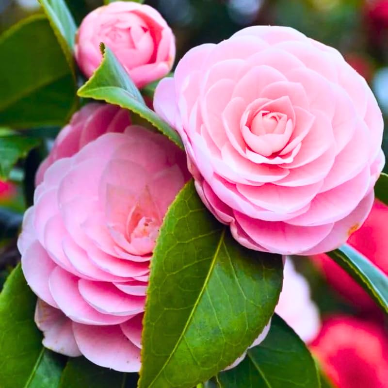 Camellia Live Plant, 10-12 Inch Tall Camellia Japonica in 4" Pot, Flowering Shrub for Indoor or Outdoor Planting
