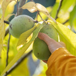 2 Pawpaw Trees Live Plants, 6-12 Inch Tall Paw Paw Fruit Tree in Quart Pot, Cold Hardy Edible Fruit Tree for Home Orchard