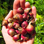 200 Seeds Walking Onion Plants Live, Not Bulbs, Fast-Growing and High Yielding, Cold Hardy Onion for Year-Round Planting