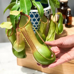 Large Nepenthes Pitcher Plant Live in Pot, Pond Plant, Exotic Tropical for Indoor Outdoor Décor, Easy to Grow, Rare Variety, 7 Months Old