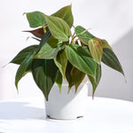 Philodendron Live Plant, Rare Variegated Houseplant 5-8 Inch Tall, Indoor Live Plant for Home or Office Decor, No Pot (Velvet Philodendron)