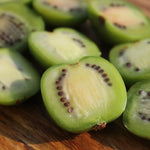 Set of 3 Hardy Kiwi Vine Plants Live, 4-6 Inch Tall, Cold Hardy Kiwi Tree Starter Plants for Outdoor Growing