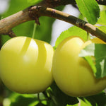 Yellow Plum Tree Live Plant, Fruit Tree Plant, 2-3 Ft Tall