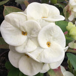 2 Euphorbia Milii White Crown of Thorns Plant Live, Cold Hardy Succulent Houseplant 4-7" Tall with Constant Blooms