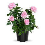 Rose Live Plant, Roses Flower Plant, Fragrant Flower for Planting, 4-6 Inches Tall, Bush Shrub Plants, Well Rooted, Ready to Grow (Orange Rose)