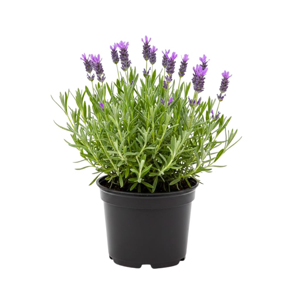 Purple Lavender Plant Live, Live Lavender Plants for Outside, Lavandula Starter Plant in 4 Inches Pot, Fragrant Plant for Indoor Outdoor Planting