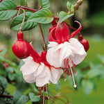 2 Red White Fuchsia Live Plants 4-7'' Tall, Hardy Hanging Basket Flower Plant, Shade Loving Blooming Fuchsia Starter Plants