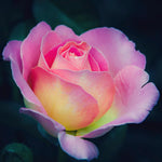 Rare Pink Rose Bush Live Plant, Rose Plant Live for Planting, 5-10 Inch Tall, Fragrant Flowers Well Rooted Starter Plant Indoor Outdoor