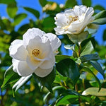 White Camellia Plants Live in 4" Pot, Starter Size 6-12 Inches in Tall, Vibrant Pink Bloom for Outdoor Planting