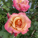 Rose Bush Live Plant, Heirloom Rose Plant Live for Planting, 5-10 Inch Tall, Fragrant Flowers Well Rooted Starter Plant, No Pot (Coral Rose)