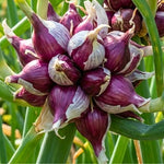 200 Seeds Walking Onion Plants Live, Not Bulbs, Fast-Growing and High Yielding, Cold Hardy Onion for Year-Round Planting