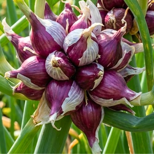 200 Seeds Walking Onion Plants Live, Not Bulbs, Fast-Growing and High Yielding, Cold Hardy Onion for Year-Round Planting