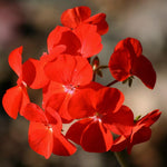 2 Red Geranium Plants Live, Geraniums Live Plants, Colorful Flowering Plants for Garden, Patio, or Hanging Baskets, 5-9" Tall, No Pot