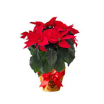 2 Multi Varieties Poinsettia Plants Live, Dwarf Red Poinsettia Flowers for Holiday Christmas Gift, Decoration Houseplant 5-10" in Tall, No Pot