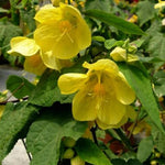 Yellow Abutilon Live Plant 4–7 Inches Tall, Flowering Lantern Plant for Indoor Outdoor Garden, Ornamental Flower Plants for Patio Containers or Garden Beds