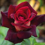 Rose Plant Live for Planting Indoor Outdoor, 5-10 Inch Tall, Fragrant Flowers Well Rooted, Roses Bush Shrub (Dark Night Rose)