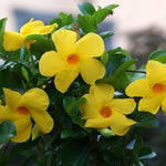 2 Yellow Dipladenia Bushes Flower Plants, Pink Flowering Plants, 4-8 Inches, Outdoor Growing
