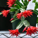 Easter Cactus Live Plant, 4-9” Tall, Rooted Holiday Cactus Succulent Plant for Indoor or Outdoor Growing, Easy Care Flowering Houseplant (Red Easter Cactus)