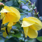2 Abutilon Plants Live for Planting 4 to 7 Inch Height, Lantern Abutilon Live Plants Bell Shaped Flowers, Abutilon Flowering Live Plants (Yellow Abutilon Plants)
