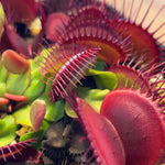 3 Short-Toothed Red Venus Flytraps Plants Live, Starter Plants Fly Trap Dionaea Muscipula for Plantsing