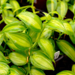 Fast Growing Vanilla Bean Orchid Live Plant, Variegated Fragrant Beans Vanilla Starter Plant, 3 to 7 Inches in Tall, Rare Plant Outdoor Indoor