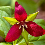 Set of 20 Red Trillium Bulbs, Trillium Flower Bulbs, Large Bulbs, Trillium Bulb for Fall Planting Outdoor Indoor