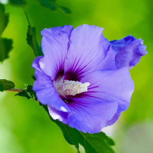 1 Rose of Sharon Plant Live to Grow, Size 6 to 14 Inch Tall, Purple Althea Hibiscus Syriacus Flowers, in Pot, Fragrant Hibiscus Plants Live (Purple)