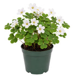 Oxalis Shamrock Plant Live 3-6 Inches Tall, Medium Oxalis Decorative Foliage Plant for Indoor Decor and Shaded Gardens