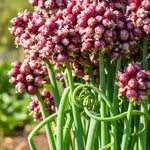 200 Walking Onion Plant Seeds for Spring Planting, Ready to Grow, Cold Hardy, Fast-Growing and High Yielding