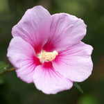 Althea Rose of Sharon Tree Live Plant for Flowering in Pot, Red Hibiscus Plant Live, Hibiscus Syriacus Flowers, 6-13" Height (Pink)