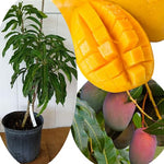 No CA, Grafted Mango Plant Live Tree, 2-3 Ft Tall in 3 Gallon Pot, High-Yielding for Spring Planting (Ugly)