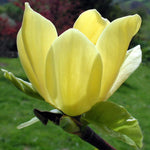 Magnolia Tree Live Plant 6-12 Inch Height, Fragrant Magnolia Plant Live to Grow, Magnolia Bush Flowers (Yellow Bird Magnolia)