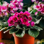Red African Violet Live Plant in 4” Pot, Blooming Indoor Houseplant, Easy Care Flowering Plant for Home or Office Décor
