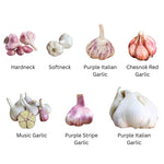 1 Pound Garlic for Planting in Spring, Mix Random, 5-6 Assorted Garlic Bulbs for Planting, Fresh and High Yield Bulb Variety Pack, Hardy and Fast Growing Softneck Hardneck