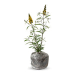Butterfly Bush Plant Live, Perennial Buddleia Bushes Ready to Grow Outdoor 4-8 Inches (Yellow Buddleia)